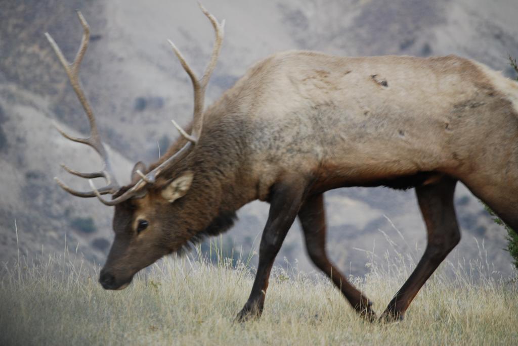 Bucks T4 Lodge بيغ سكاي المظهر الخارجي الصورة